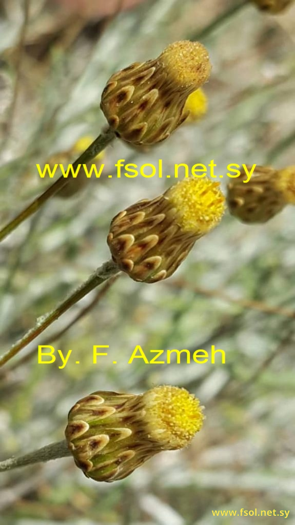 Phagnalon rupestre (L.) D.C.